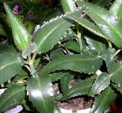 Las hojas de Kalanchoe se utilizan como compresa para los papilomas. 