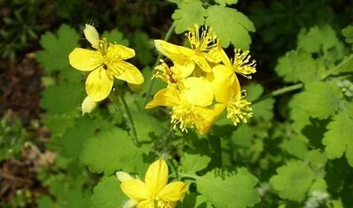 Reglas para el uso de Celandine de Warts