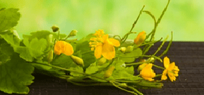 Flores limpias