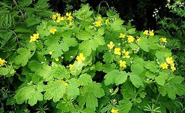 Uso de Celandine de Warts