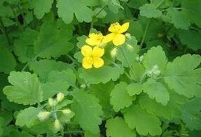 hierba celidonia para las verrugas